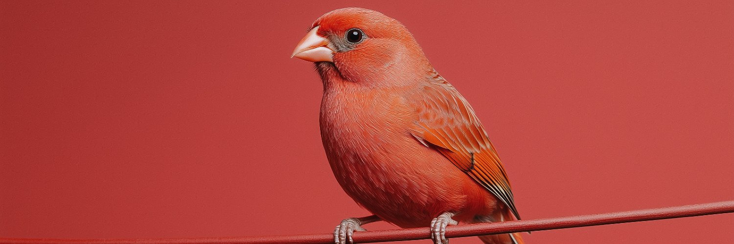 Canary
